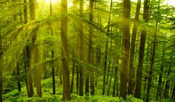 5 Days 4 Nights Manali Trip Package