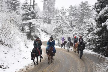 Ecstatic 7 Days Drop At Airport to Chandigarh- Shimla Tour Package