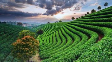 Heart-warming Coorg Tour Package for 7 Days