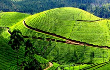 Magical 5 Days 4 Nights Bangalore, Mysore, Ooty with Coonoor Holiday Package