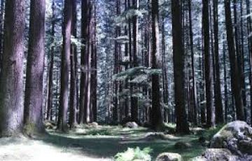 Heart-warming Shimla Tour Package from Chandigarh