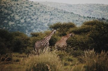 Ecstatic 6 Days 5 Nights Johannesburg and Kruger Holiday Package