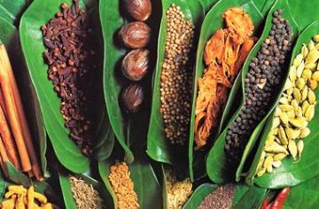 Pleasurable 11 Days Negombo, Sigiriya, Kandy and Kandy Tour Package