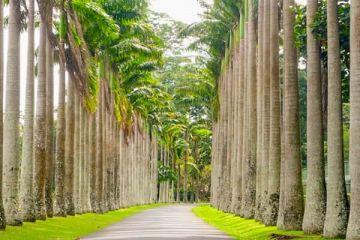 Pleasurable 11 Days Negombo, Sigiriya, Kandy and Kandy Tour Package