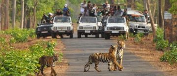 Best 6 Days 5 Nights Jim Corbett Trip Package