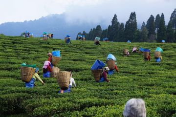 Nuwara Eliya Tour Package from Negombo