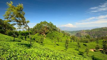 Family Getaway 5 Days 4 Nights Nuwaraeliya Vacation Package