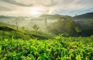 Ecstatic 3 Days Munnar and Cochin Tour Package