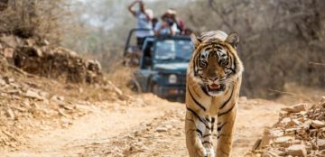 Beautiful Jim Corbett Tour Package for 5 Days