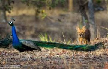 Amazing Pench Tour Package for 3 Days
