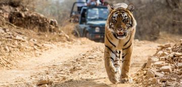 Beautiful 5 Days 4 Nights Jim Corbett and Mussoorie Holiday Package