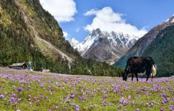 Heart-warming 2 Days 1 Night Lachen with Gangtok Trip Package