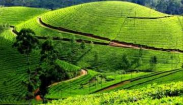 Experience Munnar Tour Package for 7 Days 6 Nights from Kochi