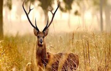 Heart-warming 6 Days 5 Nights Bandipur, Mysore and Wayanad Holiday Package