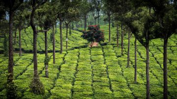 4 Days Cochin and Munnar Vacation Package