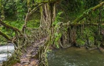 Magical Kaziranga Tour Package for 7 Days 6 Nights from Guwahati