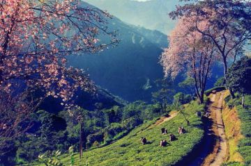 Beautiful Kalimpong Tour Package for 4 Days 3 Nights from Darjeeling