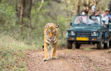 Beautiful 5 Days Jaipur and Ranthambore Trip Package