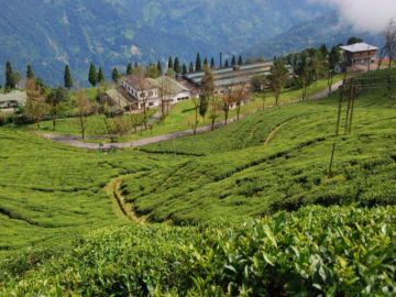 Magical Darjeeling Tour Package for 7 Days 6 Nights from Gangtok