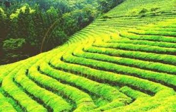 MUSSOORIE AULI RISHIKESH TOUR 6N/7D