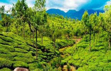 Pleasurable Thekkady Tour Package for 6 Days 5 Nights