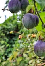 Family Getaway 5 Days Kochi to Munnar Tour Package