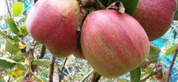 Family Getaway 5 Days Kochi to Munnar Tour Package