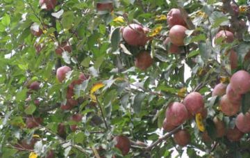 Family Getaway 5 Days Kochi to Munnar Tour Package