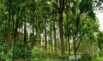 Family Getaway 5 Days Kochi to Munnar Tour Package