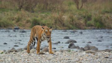 Experience 3 Days 2 Nights New Delhi and Corbett Trip Package