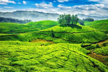 Pleasurable 5 Days 4 Nights Munnar, Thekkady, Alleppey with Cochin Holiday Package