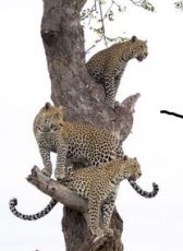 Beautiful Pachmarhi Tour Package for 2 Days 1 Night