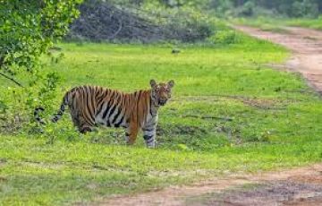 Amazing 3 Days Tadoba to Nagpur Vacation Package