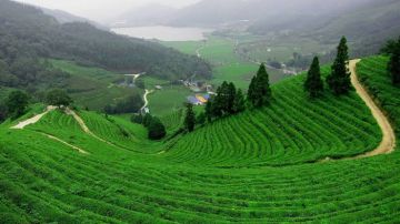 Group Darjeeling Tour Package