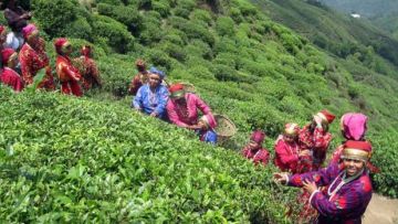 Group Darjeeling Tour Package