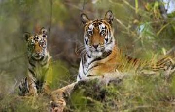 Best 5 Days Nagpur to Pench Trip Package