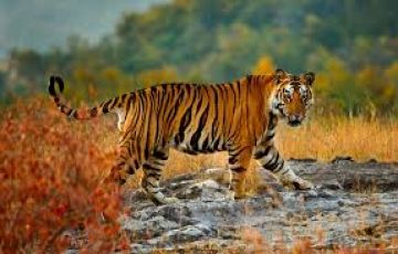 Best 5 Days Nagpur to Pench Trip Package