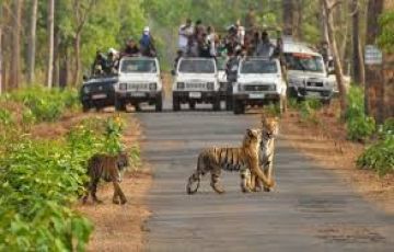 Family Getaway 5 Days Nagpur, Pench with Kanha National Park Trip Package