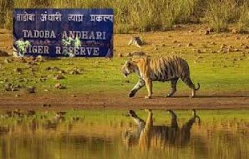 Experience Tadoba Tour Package for 2 Days 1 Night