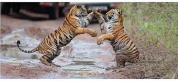 Experience Tadoba Tour Package For 2 Days 1 Night