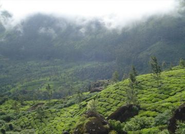 Memorable 6 Days Kochi to Thekkady Trip Package