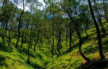 Pleasurable Kausani Tour Package for 2 Days from Delhi