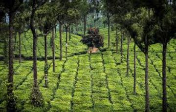 3 Days 2 Nights Munnar- Cochin to Cochin Tour Package