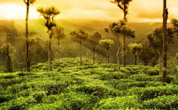 4 Days 3 Nights Munnar with Alleppey Tour Package