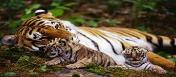 4 Days 3 Nights Alleppey to Munnar Trip Package