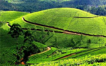 Mysore and Ooty Tour Package for 3 Days 2 Nights from Mysore
