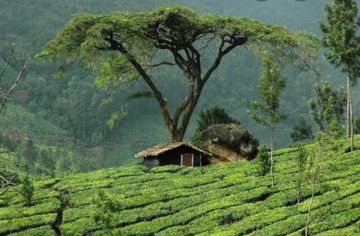 Beautiful Thekkady Tour Package from Kochi