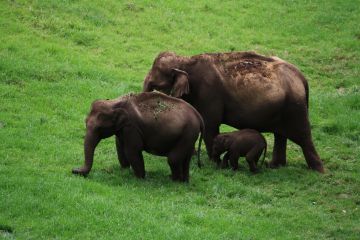 Amazing 4 Days 3 Nights Alleppey, Munnar with Kochi Trip Package