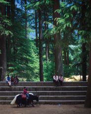 Pleasurable 4 Days 3 Nights Delhi and Manali Holiday Package