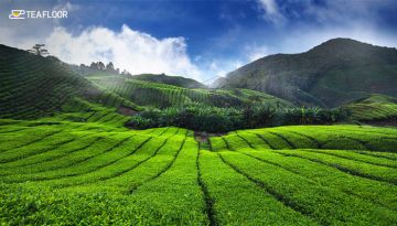 7 Days Trivandrum to Munnar Vacation Package